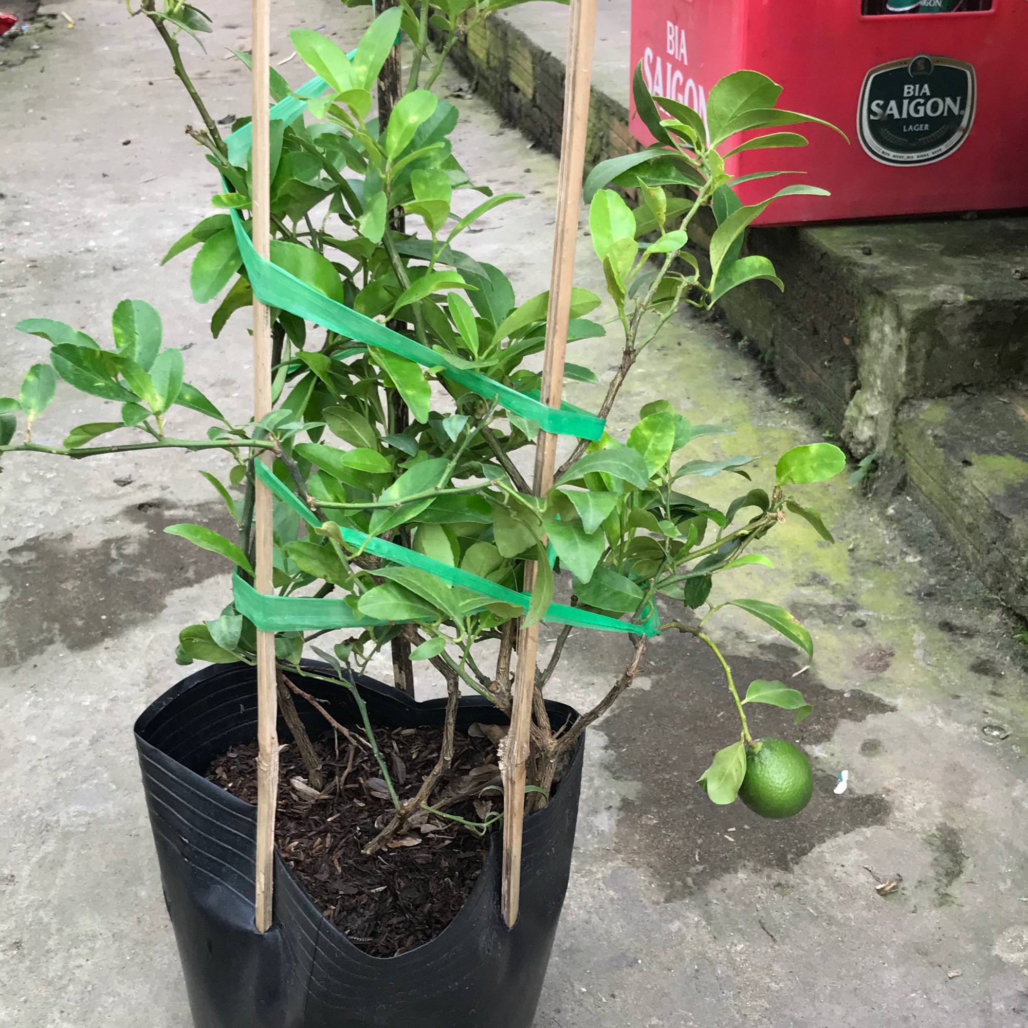 Chanh tứ quý + tặng phân bón cho cây mau lớn
