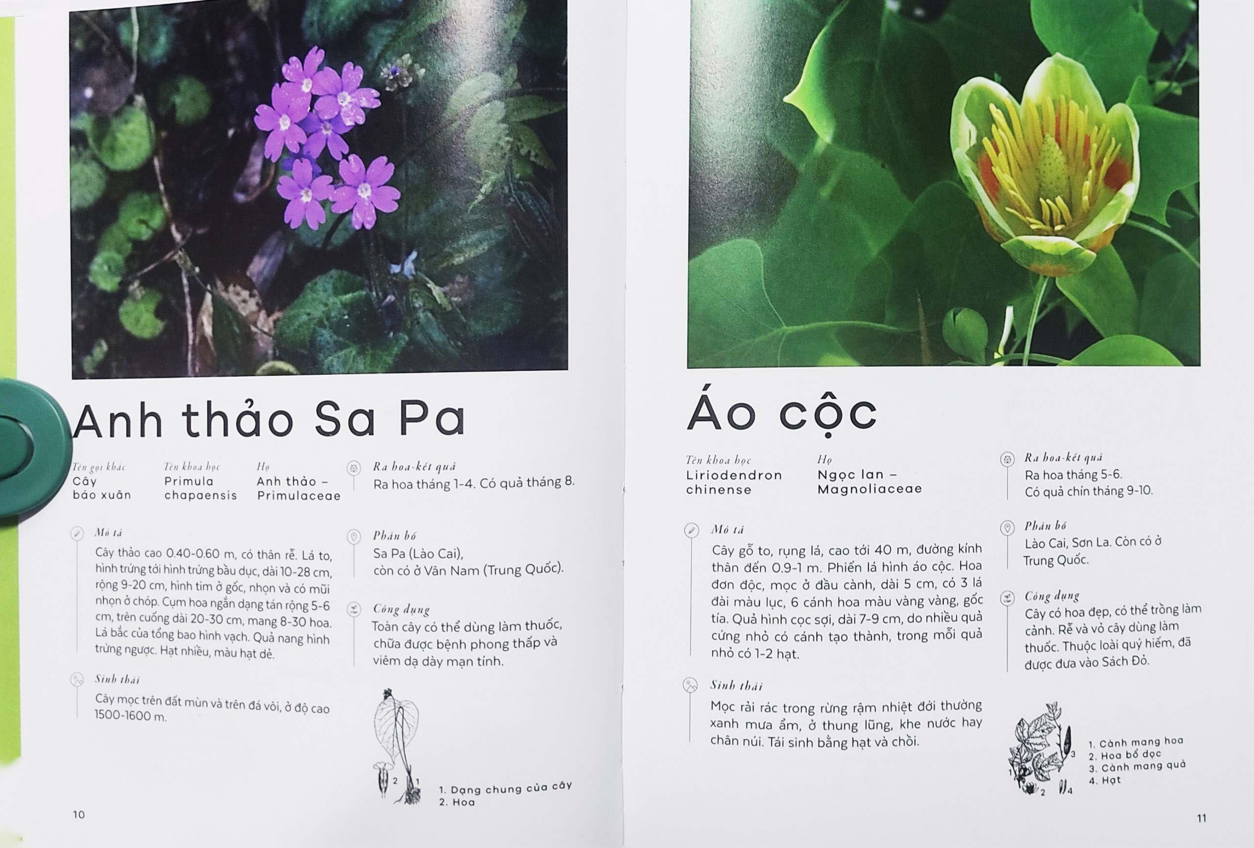 Sách - Các loài cây Việt Nam (Nhã Nam)