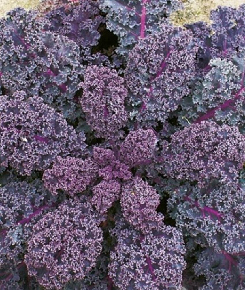 Hạt giống cải xoăn Kale