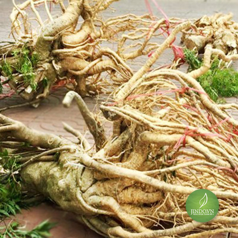 Rễ Đinh Lăng (1Kg khô) -LV49