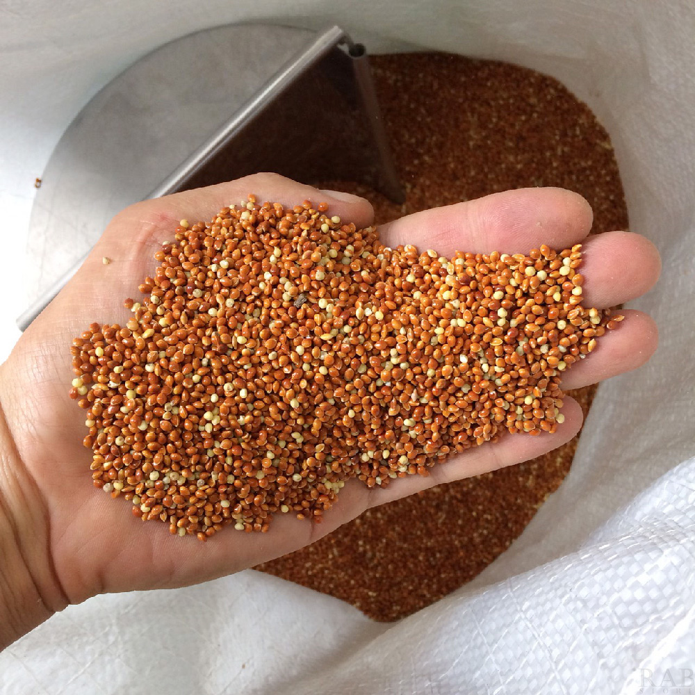 Hạt kê đỏ size lớn cho chim kiểng, gà kiểng gói 1kg