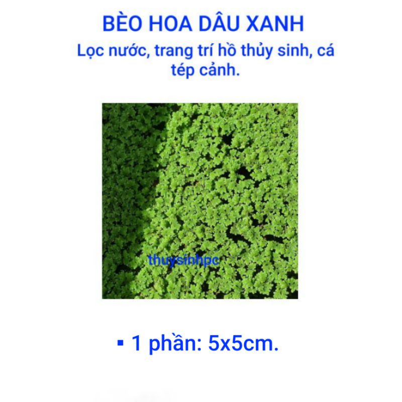 Bèo hoa dâu trang trí bể cá cảnh thủy sinh