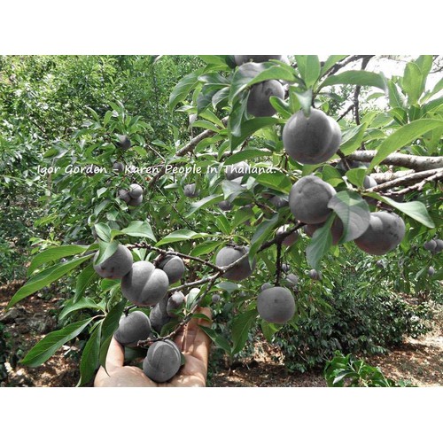cây giống mận đen thái lan