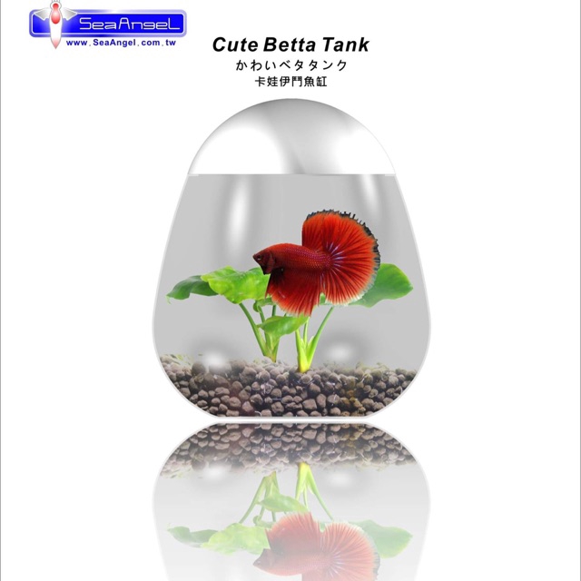 Hồ cá betta mini cute betta tank