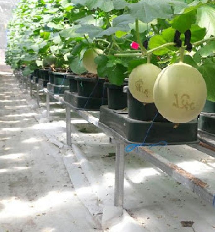 " Gói 10 "Hạt giống dưa Lưới vỏ vàng [Seeds]