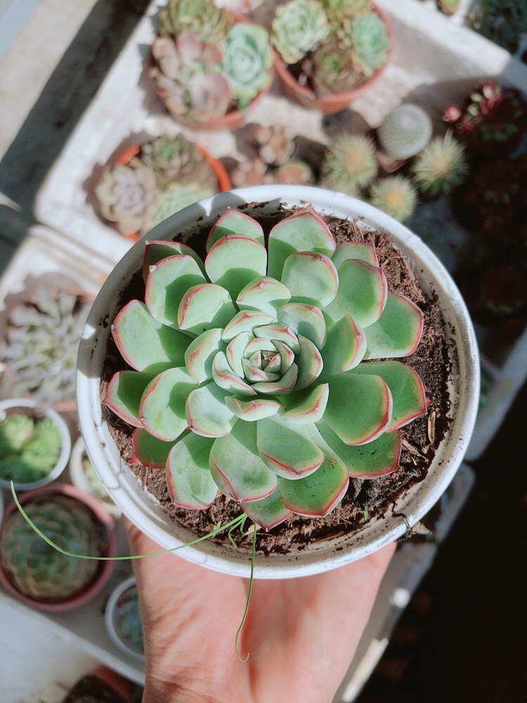 Chậu sen đá viền hồng