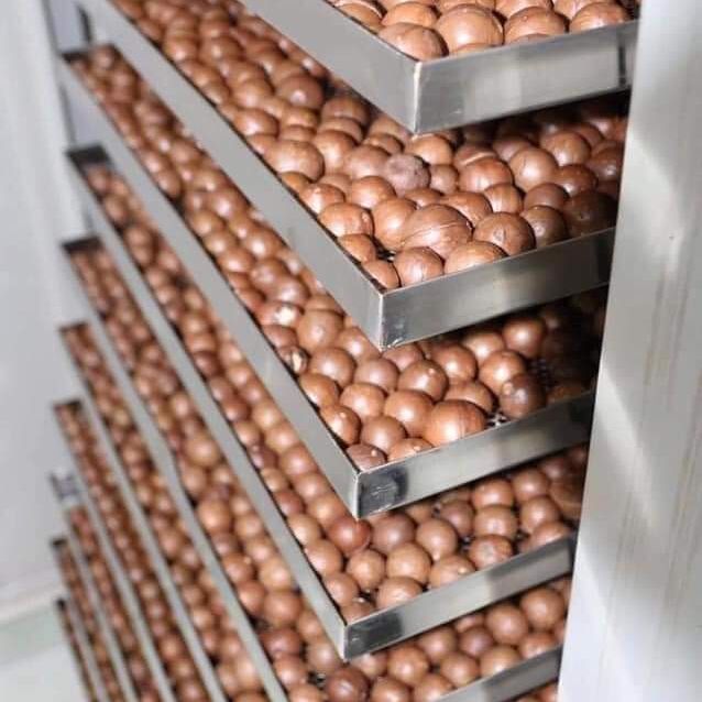 [HCM]500G Hạt macca úc vỏ nứt tự nhiên