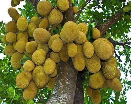 Cây giống mít ta siêu quả, siêu ngon, ngọt, thơm- bầu cây giống
