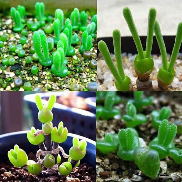Hạt giống cây tai thỏ