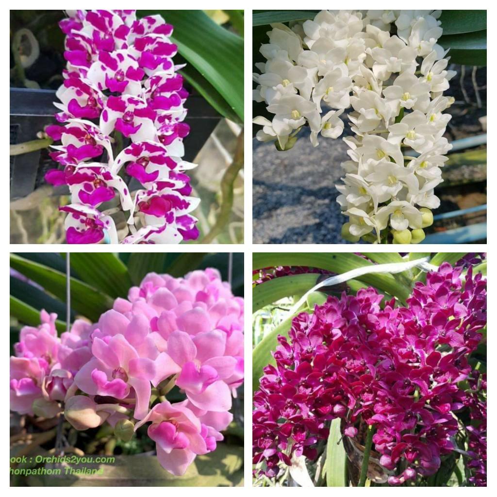 4 Cốc Ngọc Điểm Thái - Đốm, Trắng, Hồng, Đỏ (Nghinh xuân ,Đai Châu)