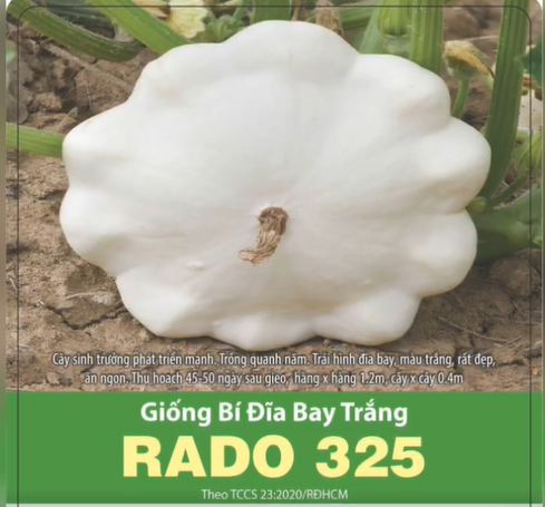 Hạt giống bí đĩa bay trắng