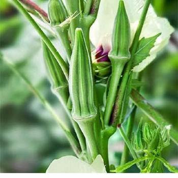Hạt Giống Đậu Bắp Xanh ( Gói 10 Gram )