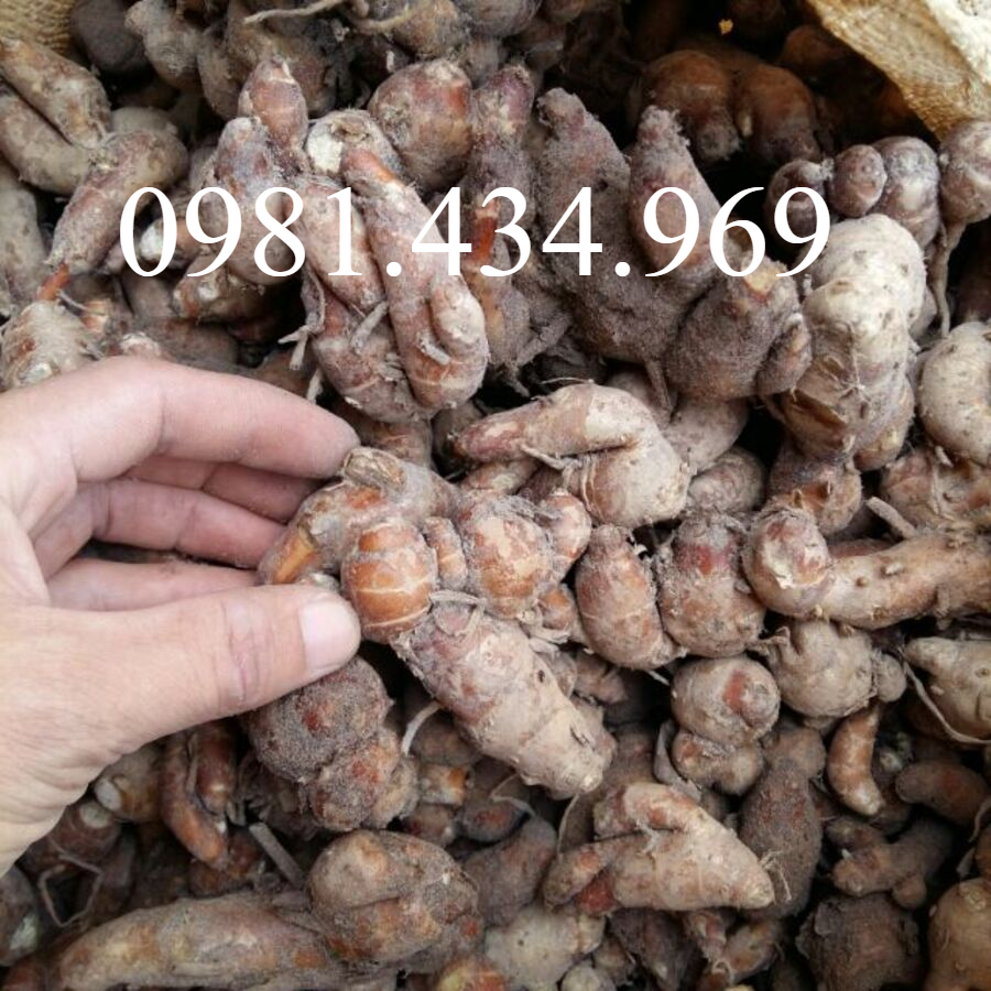 Củ Địa Liền (Xá Kén) Tươi 500G lz3