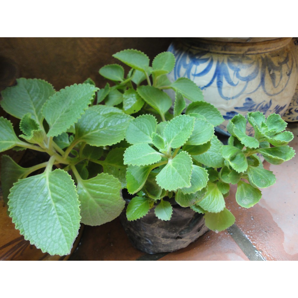Hạt Giống Húng Chanh - 100 Hạt