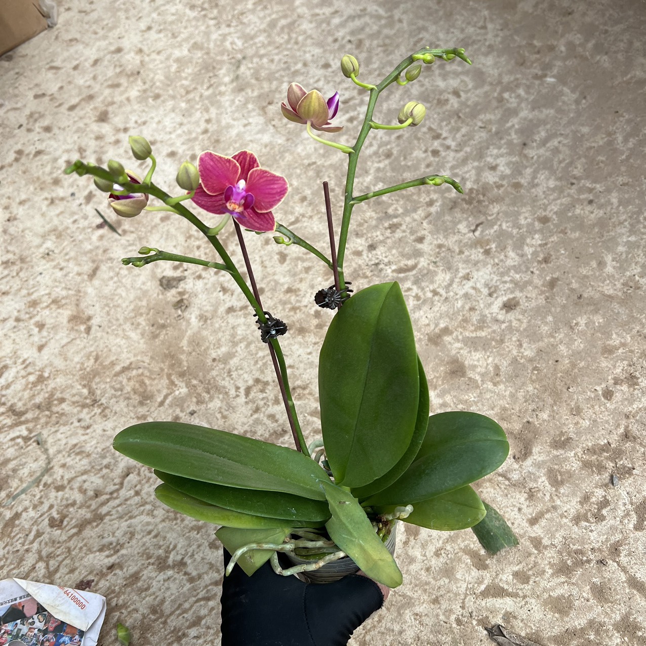 Cây lan hồ điệp 2 ngồng đủ màu