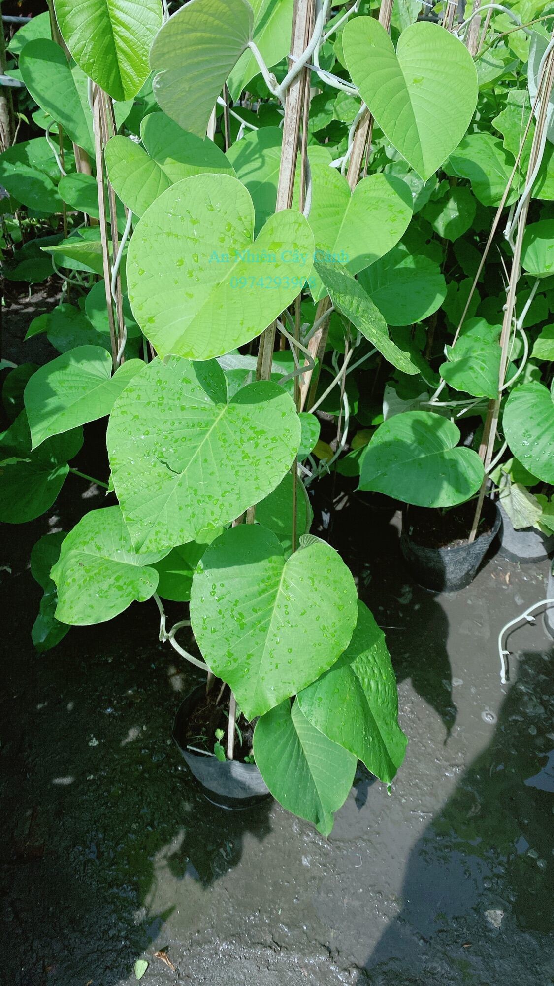 Cây Cát Đằng