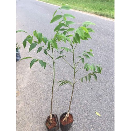 Cây óc chó+ (500g) phân thỏ hữu cơ