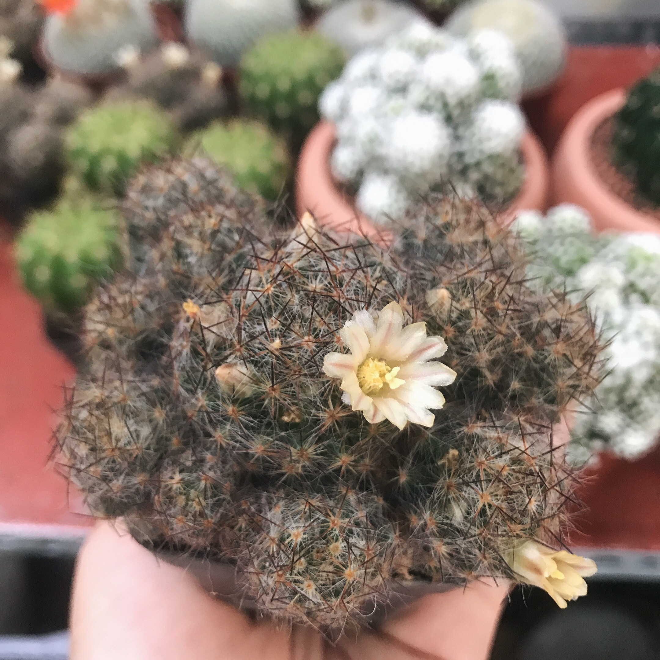 Xương rồng trứng cút nâu bụi