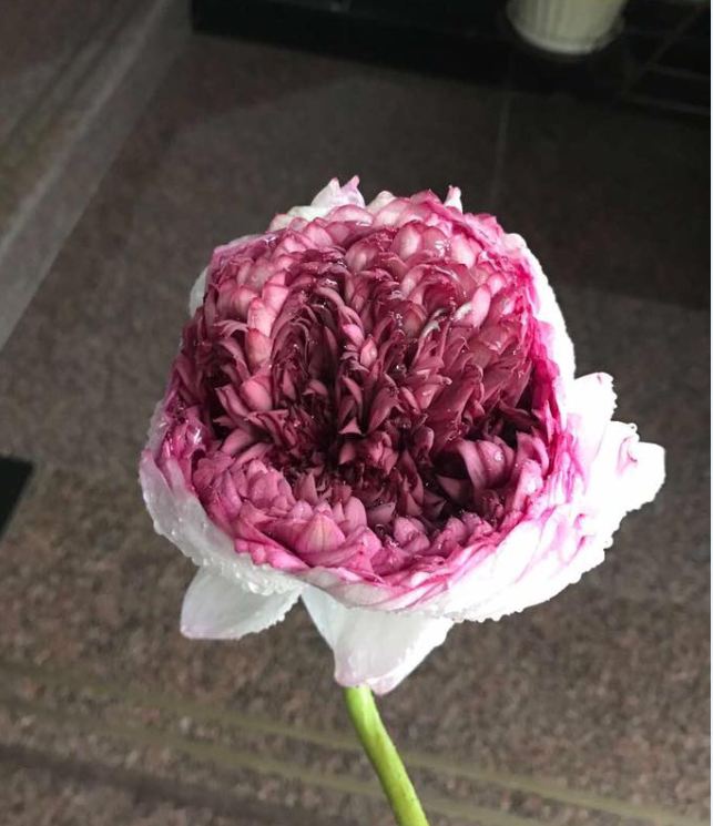Purple White Lotus Seeds (Pack of 5 Seeds)
