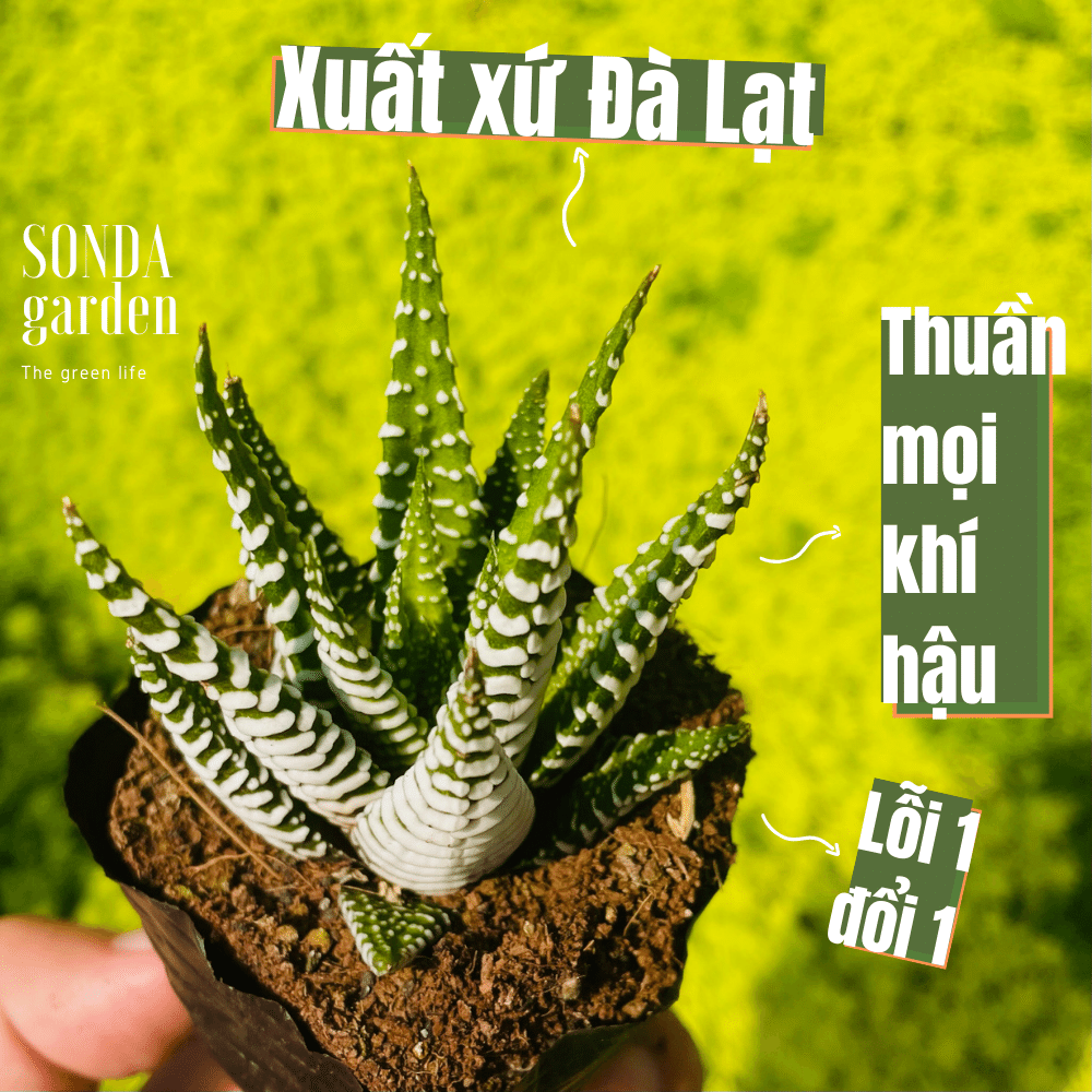 Móng r.ồng cúp/không cúp thuần khí hậu lỗi 1 đổi 1