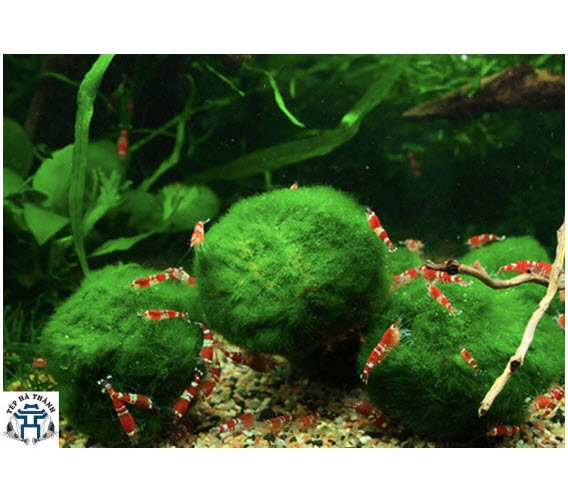 Tảo Cầu Marimo - Đồ Trang Trí Bể Tép Bể Thủy Sinh