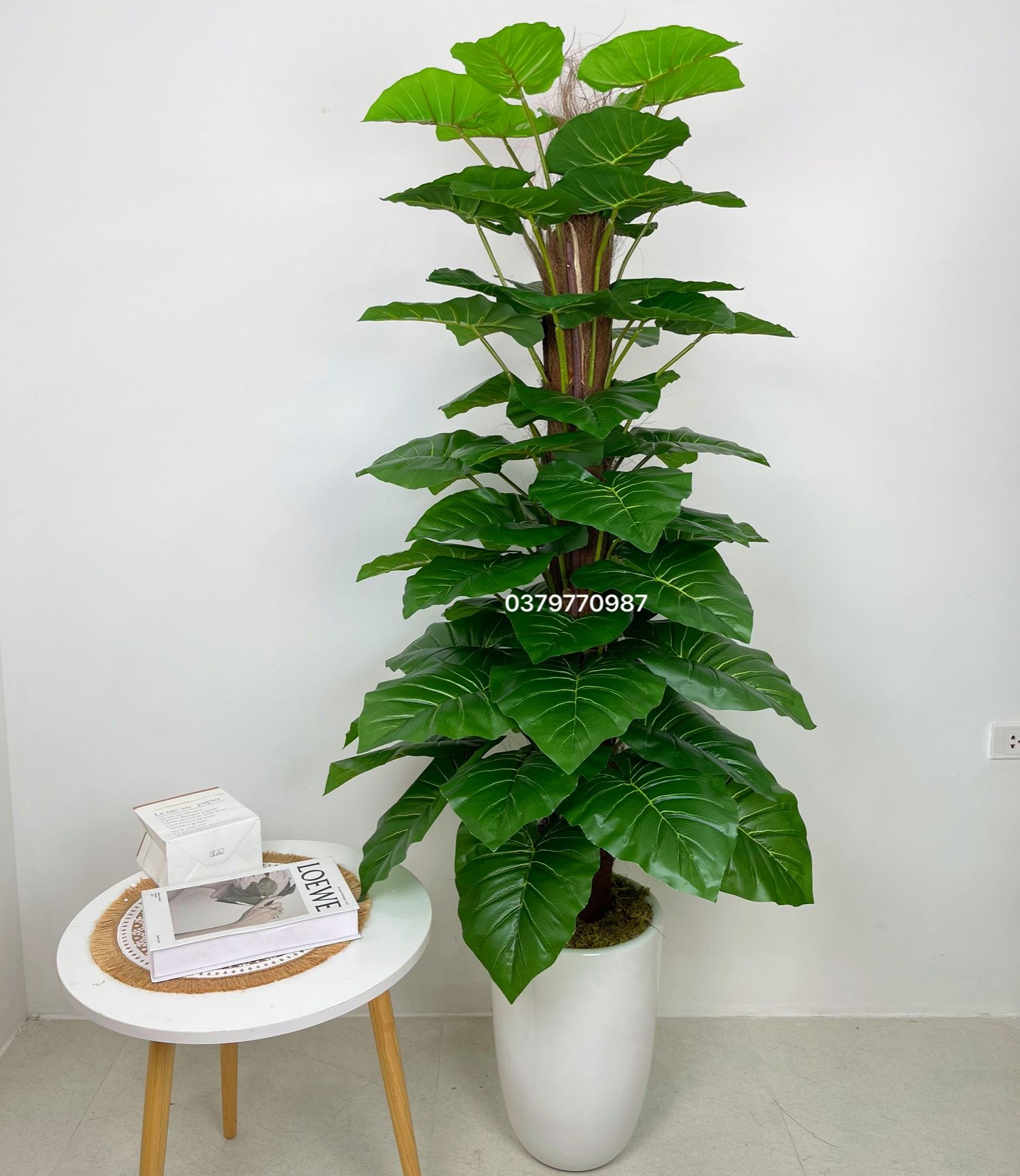Set 2 cây trầu bà cột cao 1m6 thân to, lá dày đẹp , cây không chậu-trang trí nhà cửa ,decor quán ăn ,nhà hàng, quán cafe.