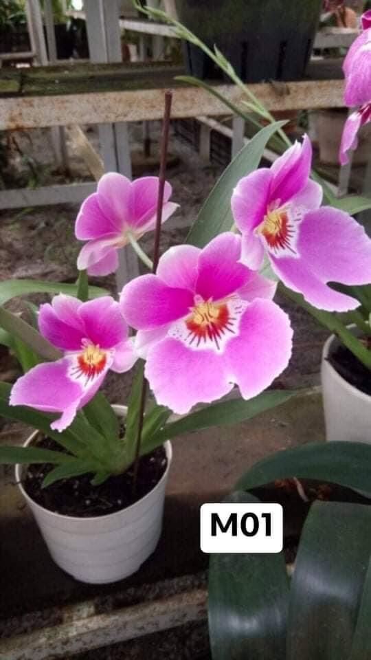 Hoa lan vũ nữ motonia(4 cây) cực thơm qq