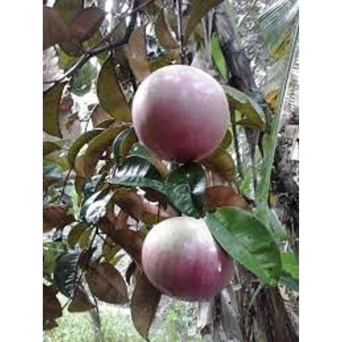 CÂY GIỐNG VÚ SỮA TÍM HÀNG GIEO HẠT