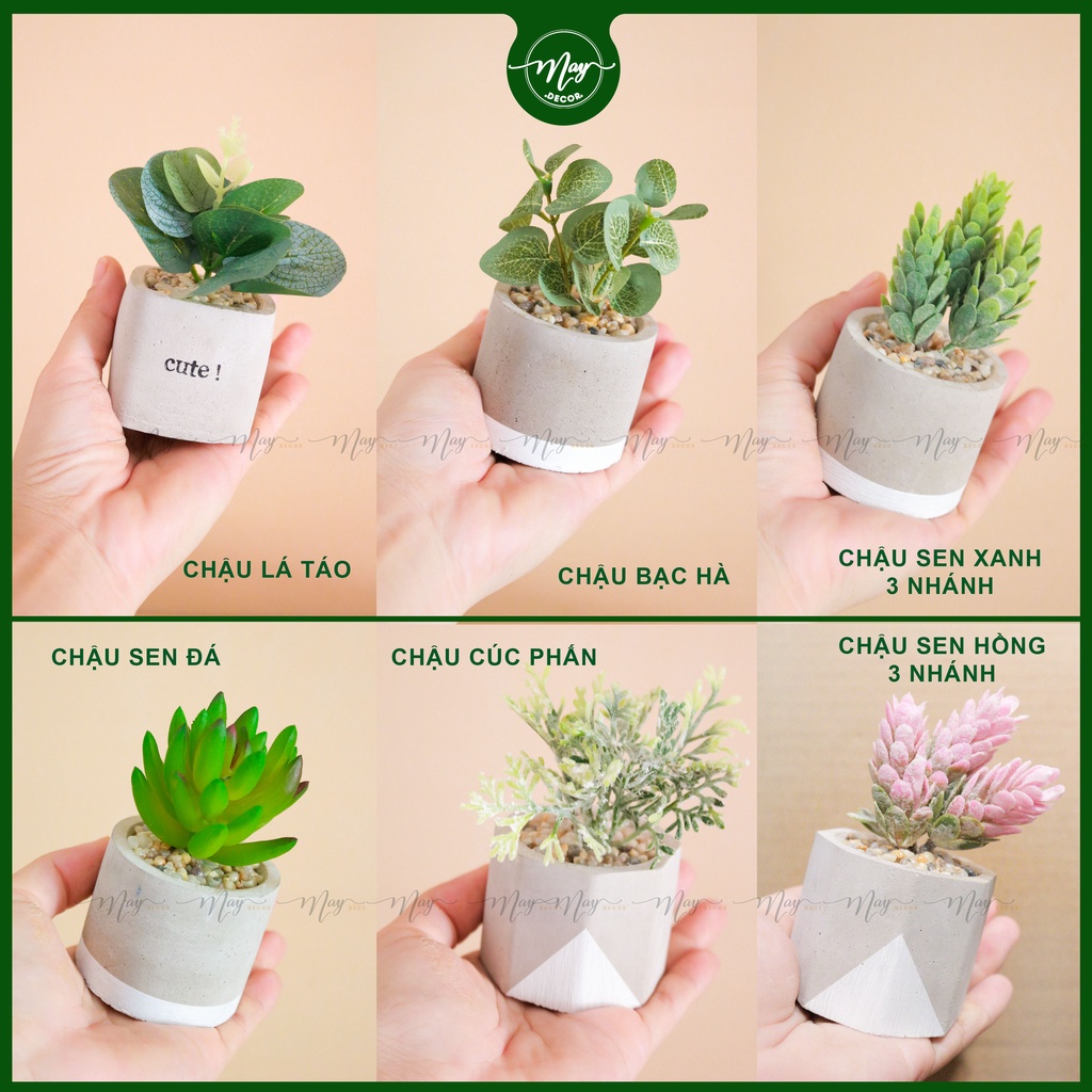 Cây mini chậu Xi măng 45cm