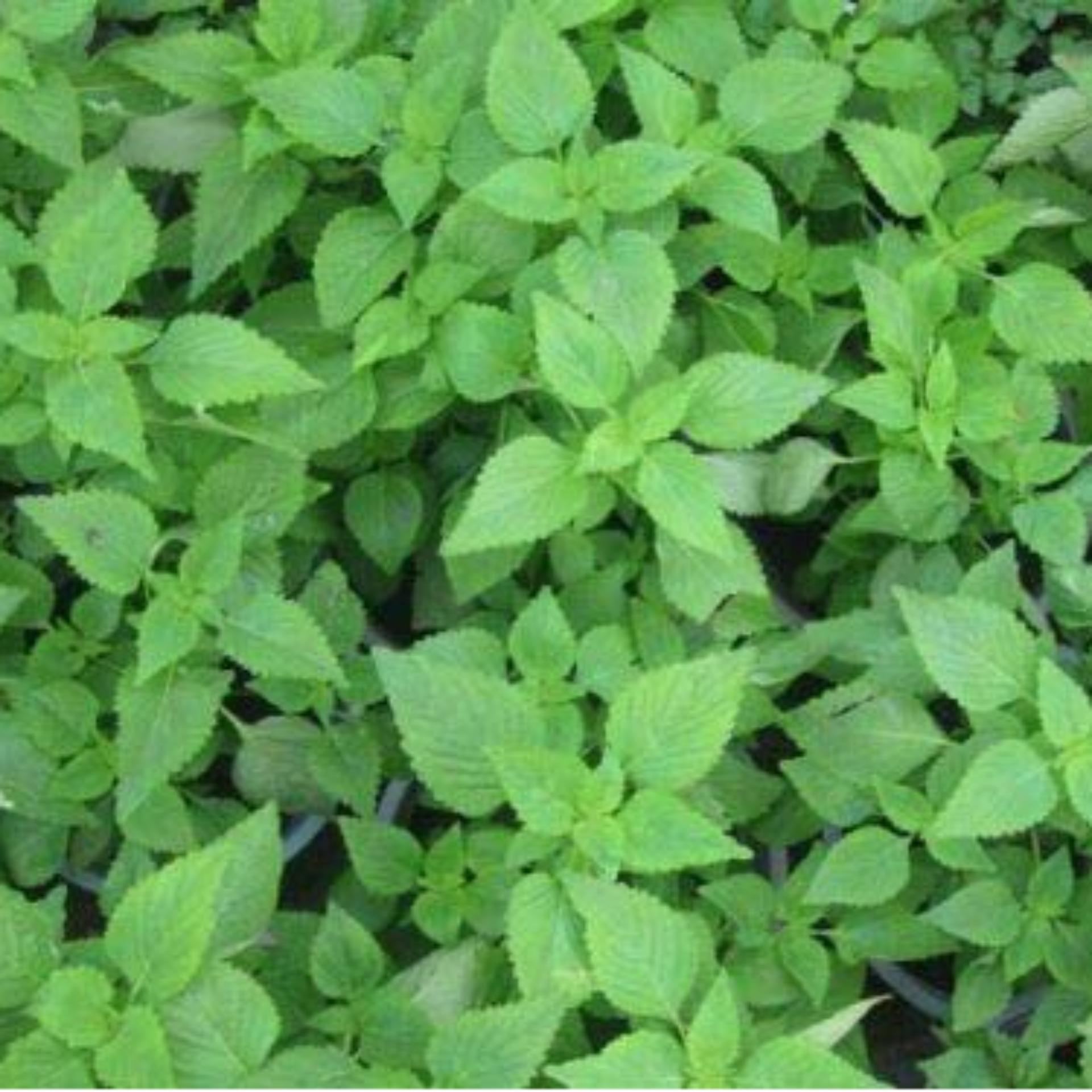 1g Hạt giống Rau kinh giới (tặng Kích nẩy mầm, Hướng dẫn ươm)