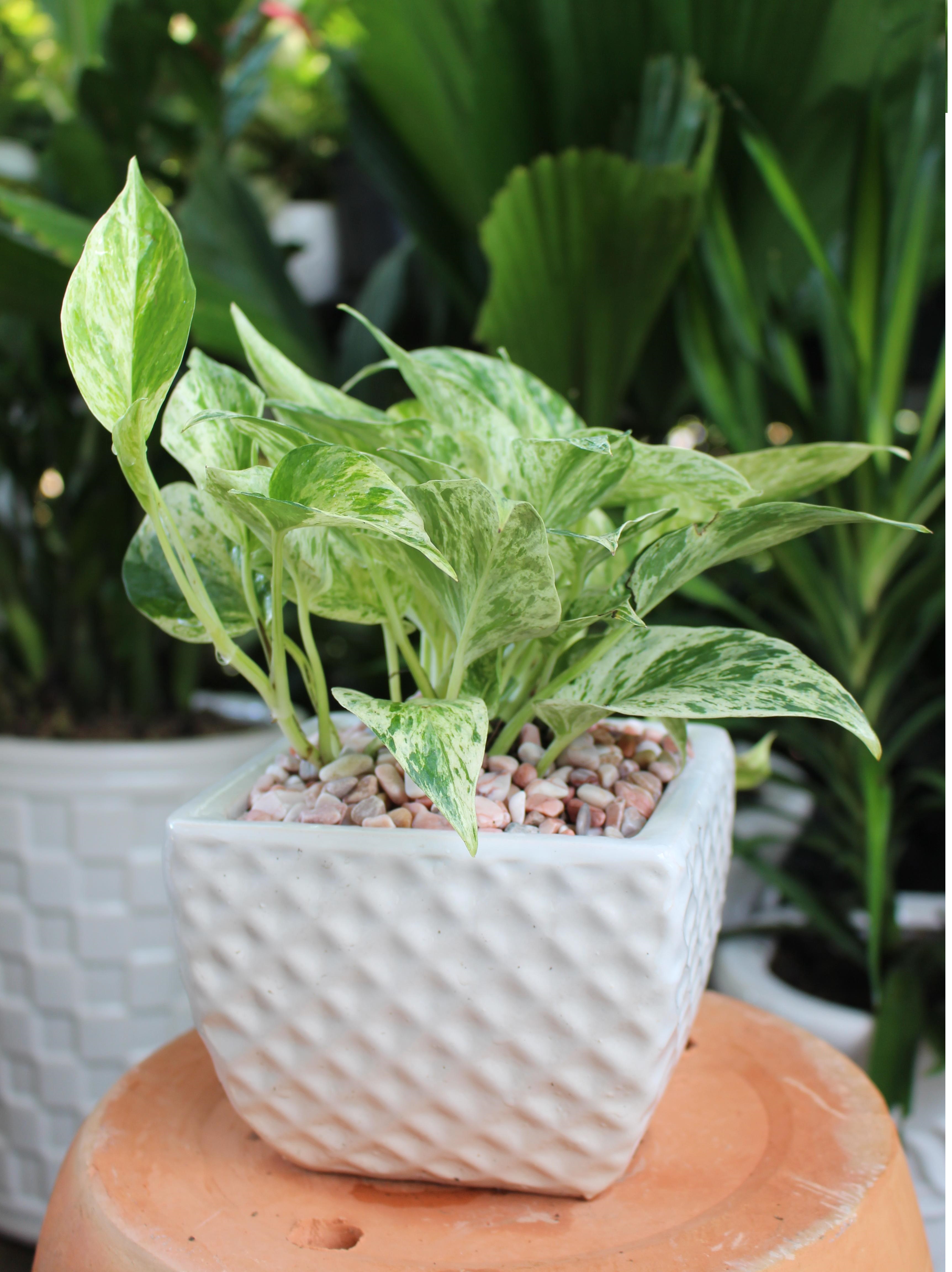 Chậu sứ cây Trầu Bà Sữa