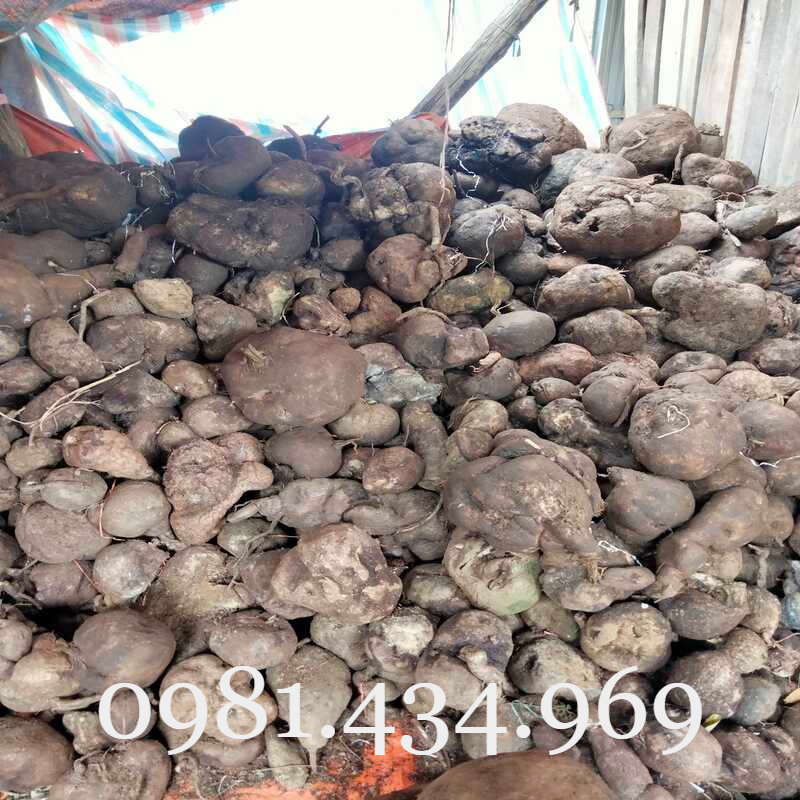 HẠT MÓC M.ÈO 100GRAM