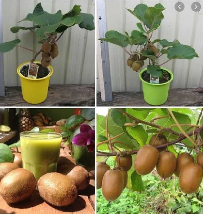 Hạt Giống Cây Ăn Trái Kiwi - gói 30 hạt
