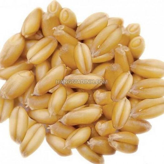 HẠT LÚA MÌ( LÚA MẠCH)