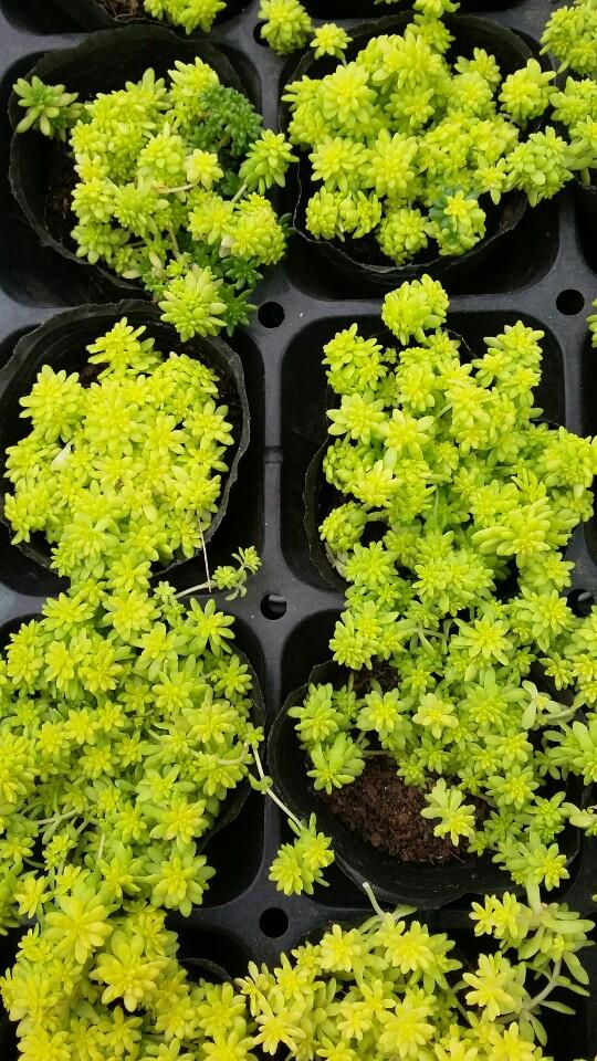 Sen Đá Sedum Cơm Vàng, Xanh