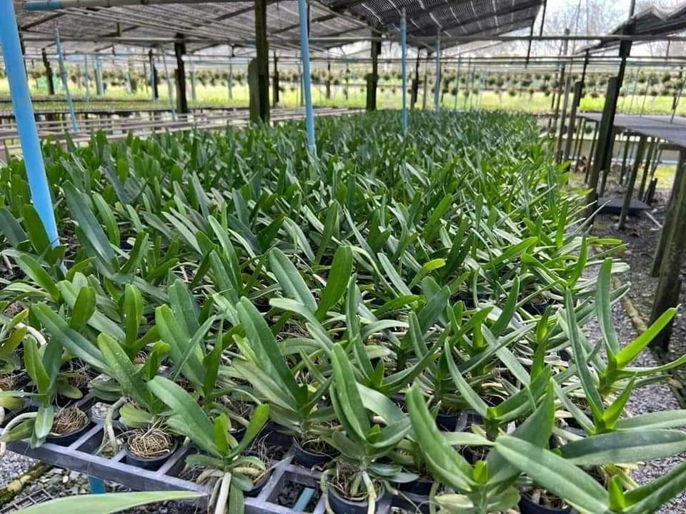 HOA LAN NHẠN GIỐNG THÁNG 4