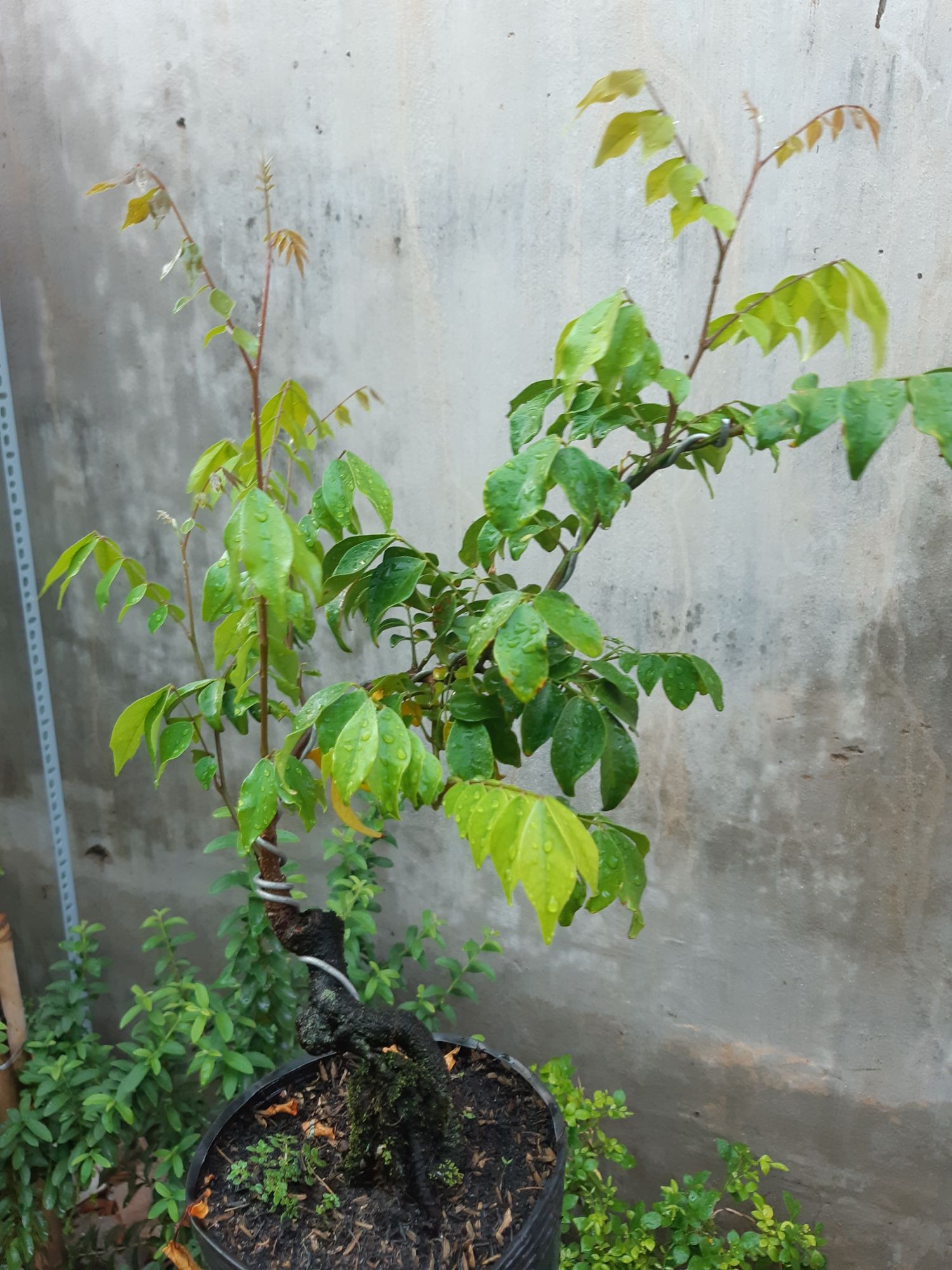 cây khế bonsai mini
