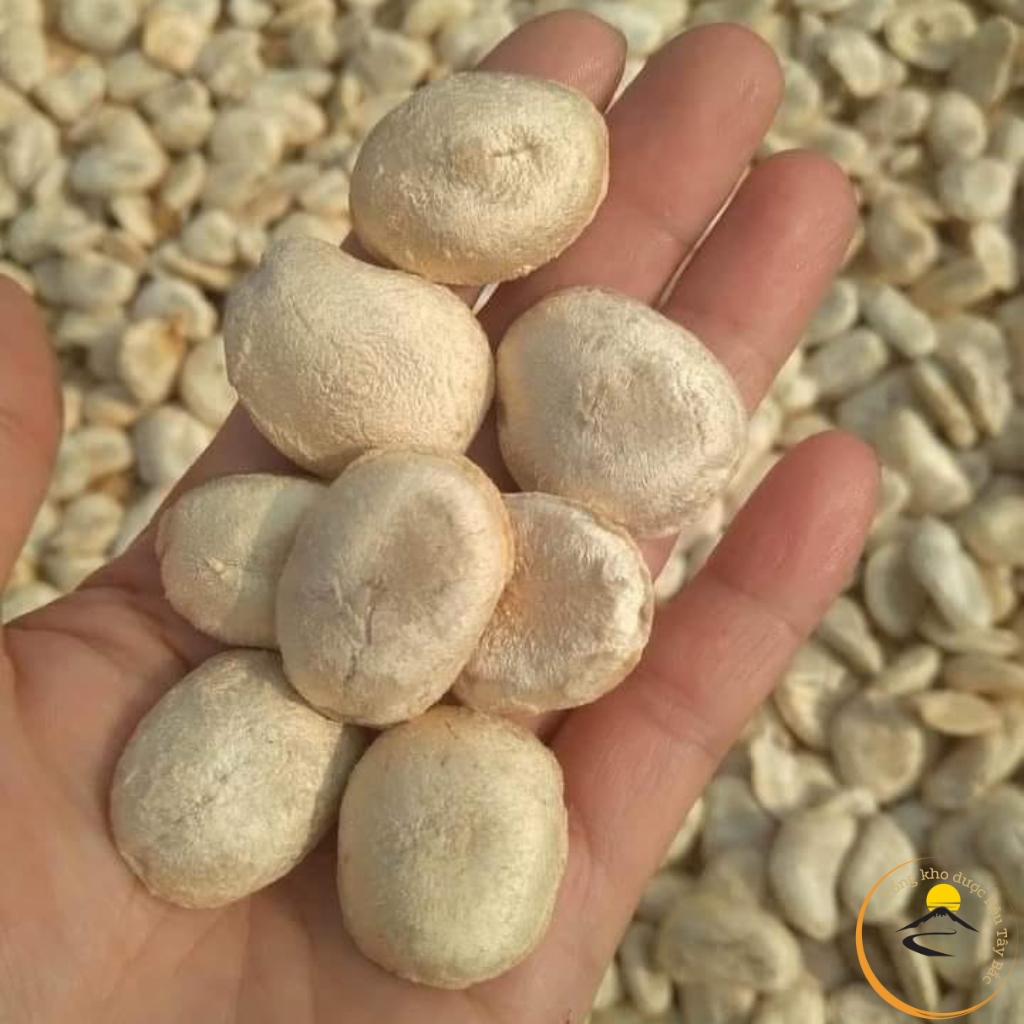 Hạt sang trắng rừng Tây Bắc chữa đau dạ dày. Giá 1 hạt chọn, già, to chuẩn sang trắng rừng, trực tiếp thu hái