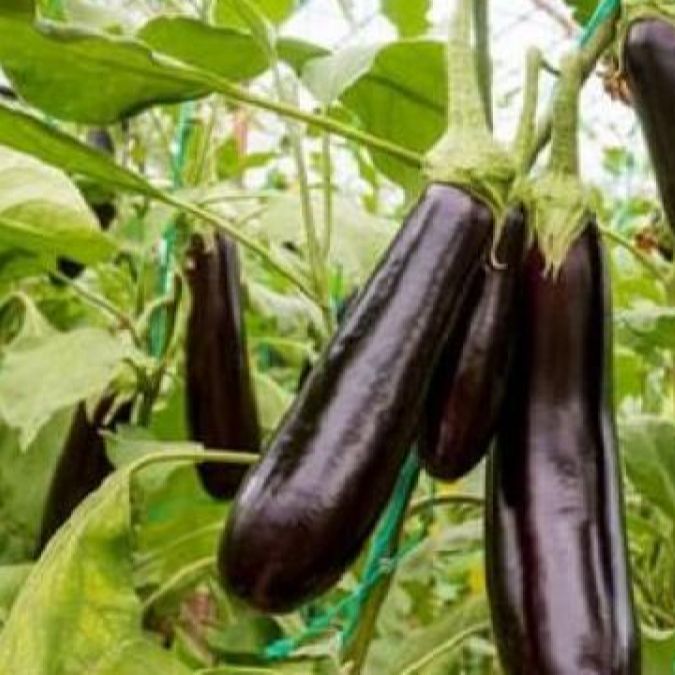 30 Hạt giống cà tím sai trái