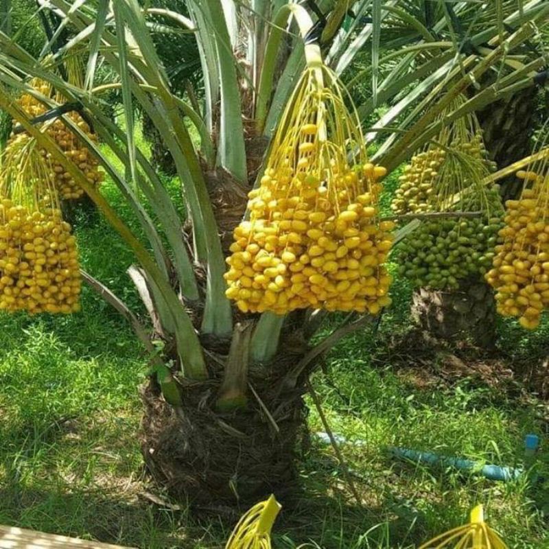Cây chà là trung đông (giao siêu nhanh cam kết chất lượng)