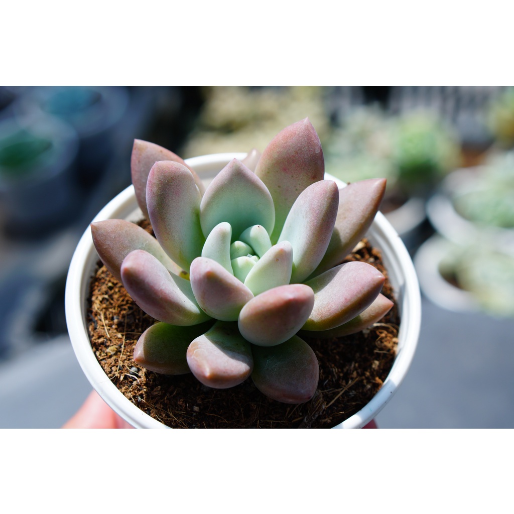 Sen đá sỏi hồng lá dài chậu trung 7-8cm