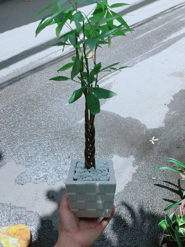 Chậu Kim Ngân Thắt Bính Mini