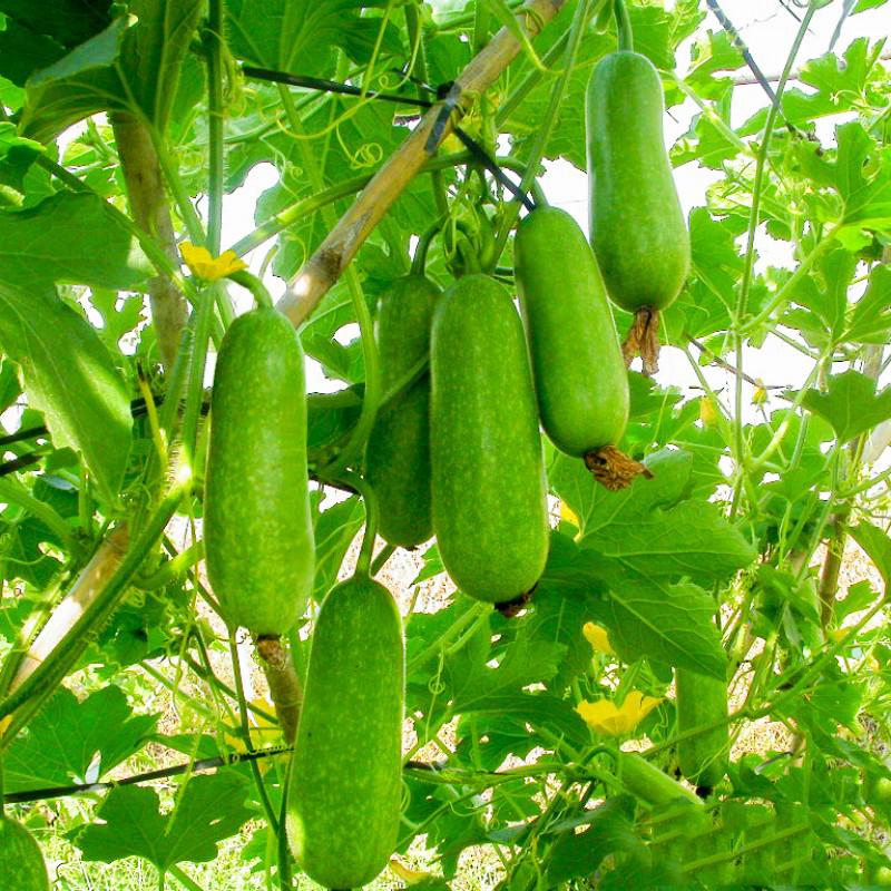 Hạt Giống Bí Đao Chanh F1 20 Hạt