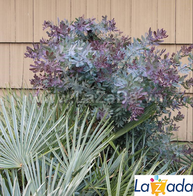 50h Hạt Giống Cây Mimosa Me Tím (| -KD: B21*X55*M197)