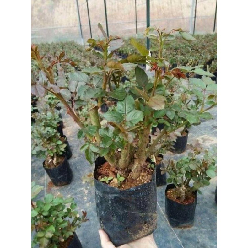 [FREESHIP - Xả Khô Máu] COMBO Sỉ 05 Gốc Hoa Hồng Cổ Vân Khôi