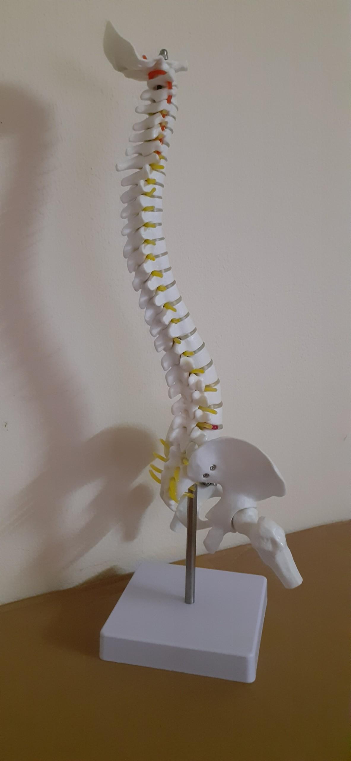 Mô hình xương cột sống 45cm