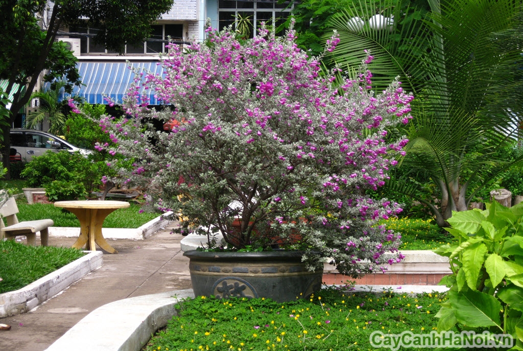 CHẬU HOA TUYẾT SƠN PHI HỒ (TUYẾT SƠN PHI HỒNG)