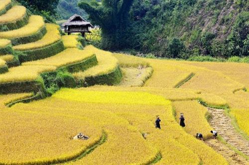 Gạo Séng Cù Điện Biên 5kg