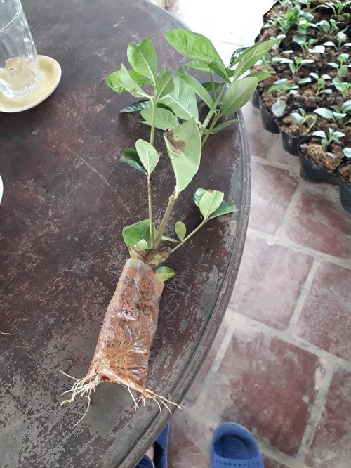 0981434969- combo 2 bầu cây giống hoa bạch thiên hương loại 01