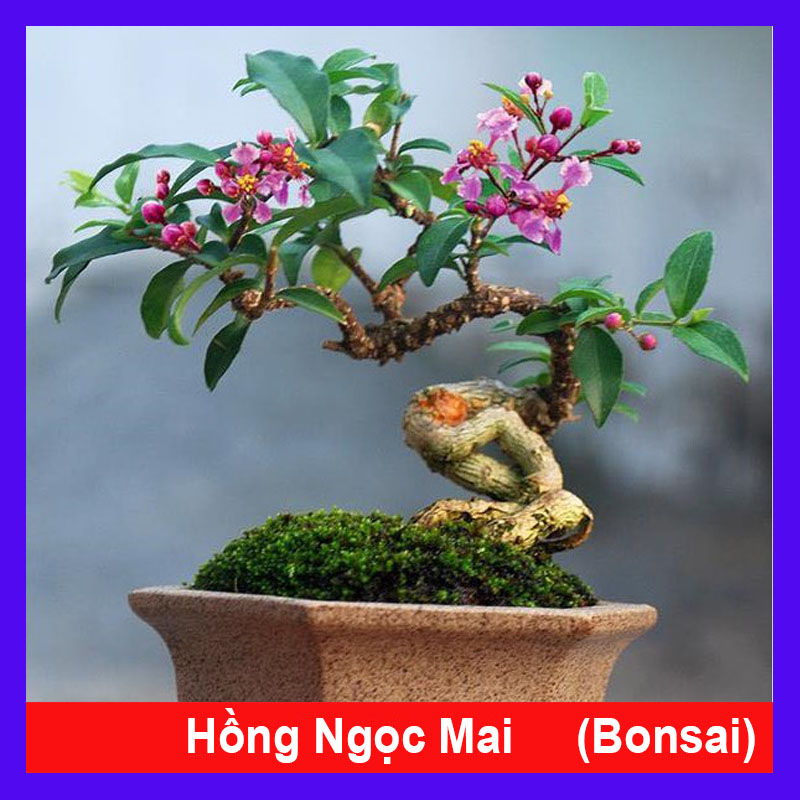 Cây Hồng Ngọc Mai - Sơ ri kiểng